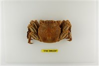 藏品(鱗形斜紋蟹)的圖片